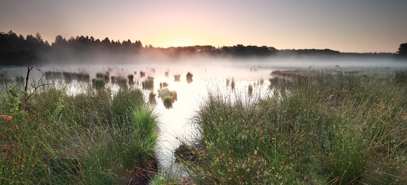 Forschungen für Biodiversität und Moore erhalten Deutschen Umweltpreis