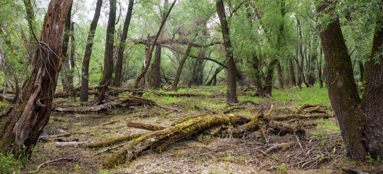 Verrottende Pflanzen im Wald