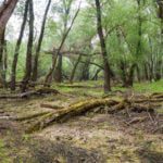 Verrottende Pflanzen im Wald