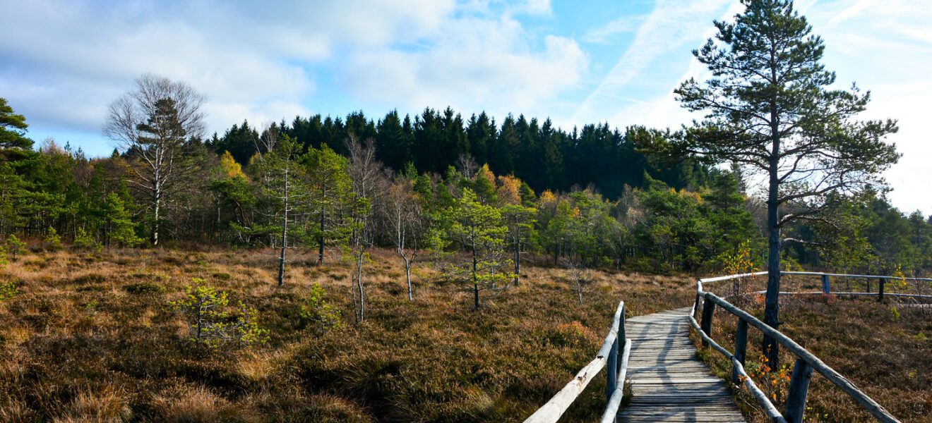 Brücke geht über eine Moorlandschaft in Deutschland