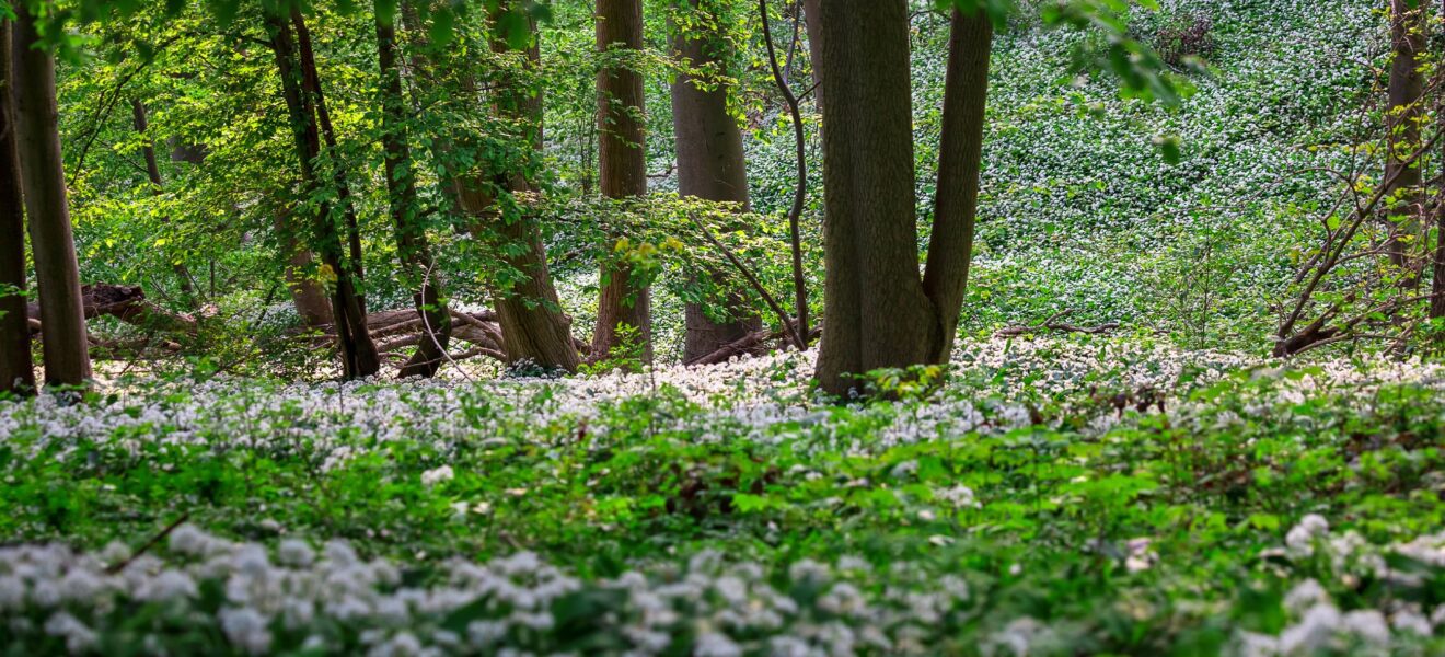 natürliches Ökosystem Wald mit Wildblumen
