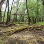 Verrottende Pflanzen im Wald